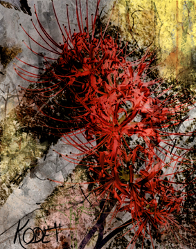 Red spider Lily digital